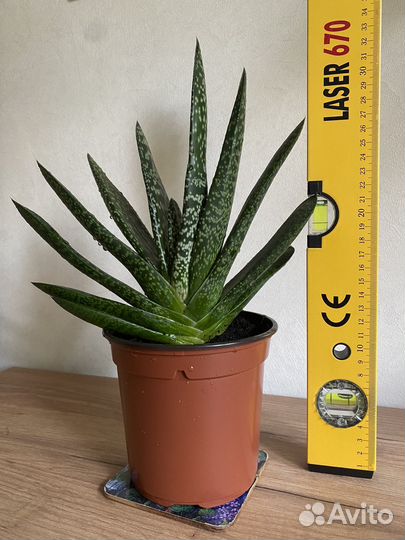 Гастерия (цветок)