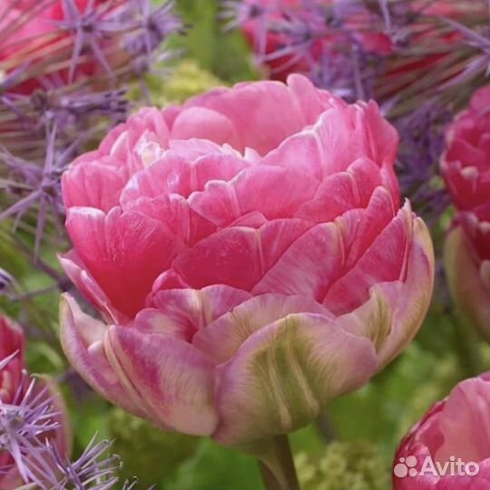 Тюльпаны Пионовидные махровые сортовые Голландия