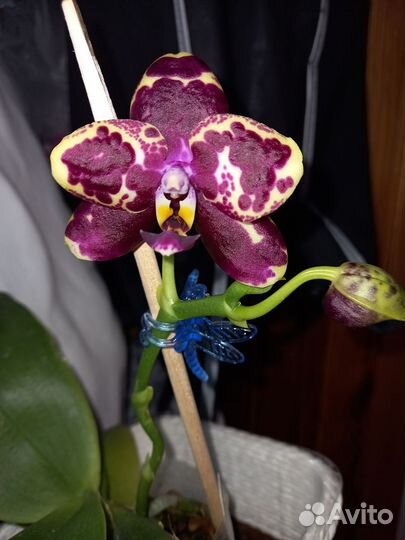 Орхидея Yaphon Black Rose 1824