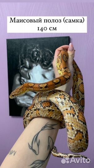 Аренда животных