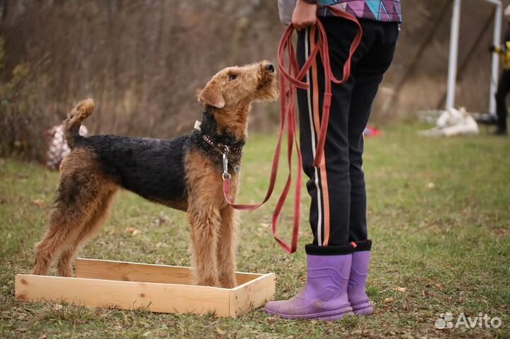 Дрессировка собак, кинолог Москва и мо