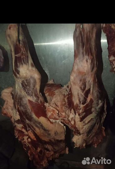 Продам мясо говядина