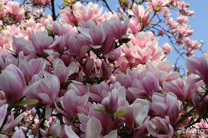 Семена деревьев, кустарников