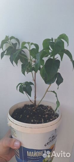 Бугенвиллия