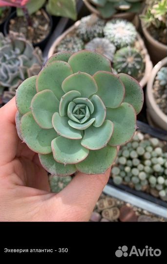 Корейские суккуленты