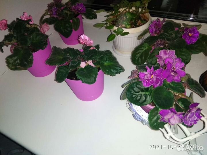 Фиалки сортовые (детки)