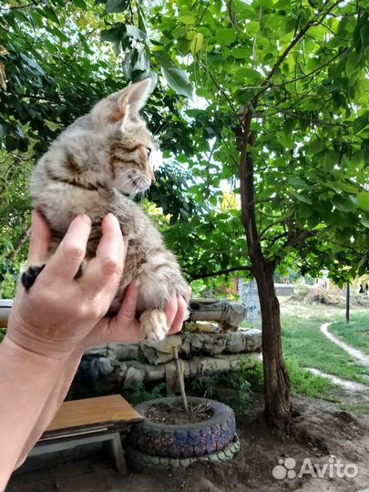 Котенок в добрые руки