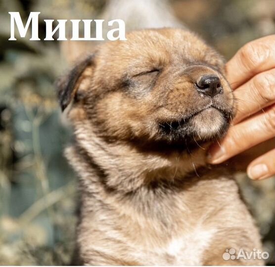 Маленькие карапузики ищут дом