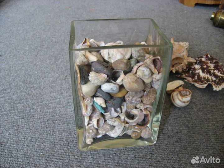 Ракушки. Морские богатства для аквариума