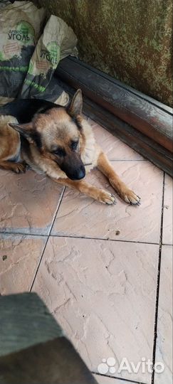 Работа помощник по хозяйству и дому дача. Уборщик