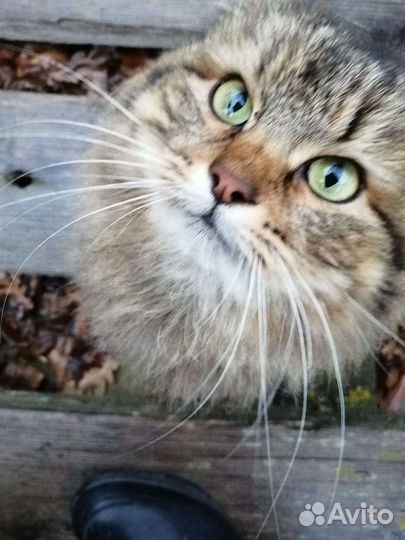 Кошка на турбазе 