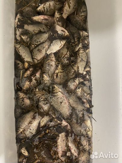 Карась живой