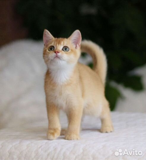 Золотые котята мальчики и девочки ny12, ny11