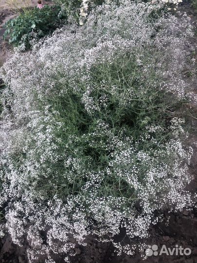 Цветы многолетники