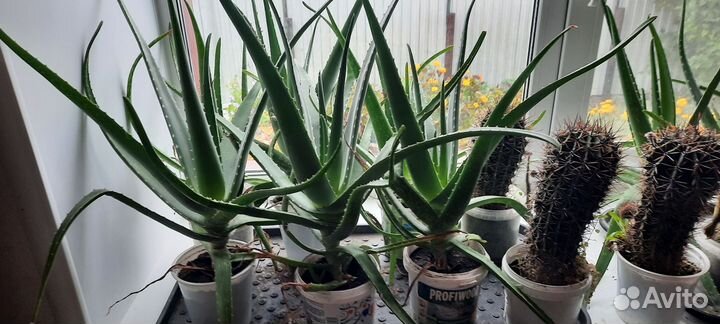 Алоэ вера три и четыре года