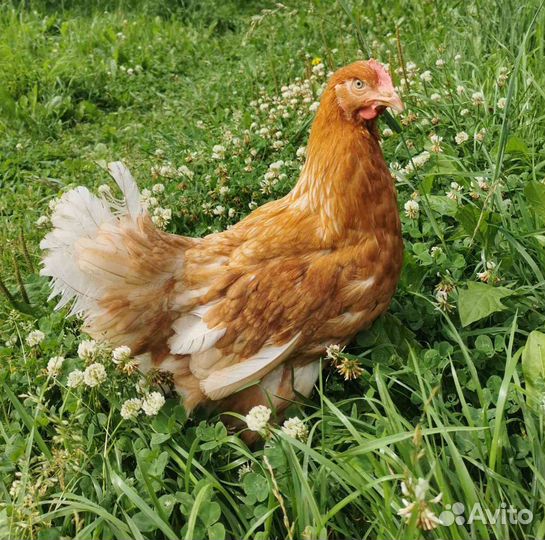 Куры молодки