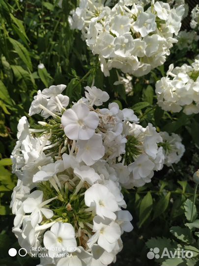 Флоксы многолетние