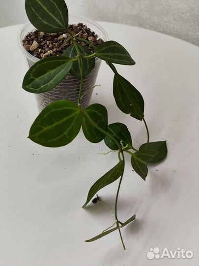 Дисхидия Ovata, Singularis