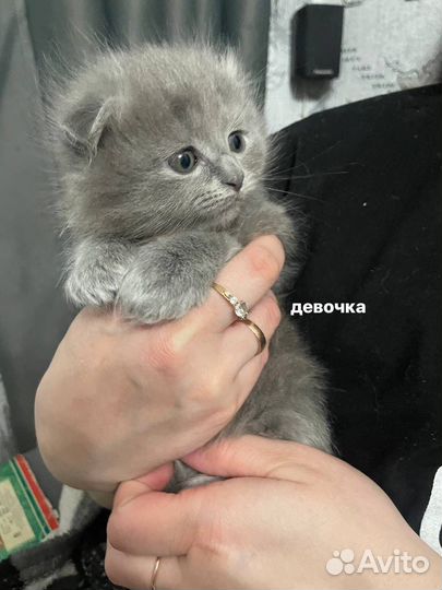 Шотландские котята