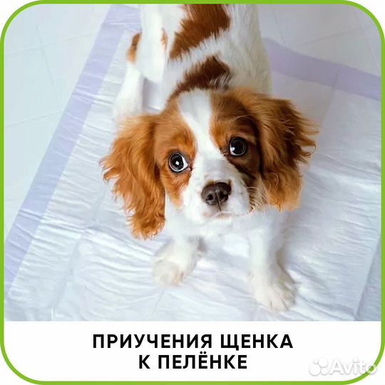 Ветеринарный врач на дом. Ветеринарная помощь