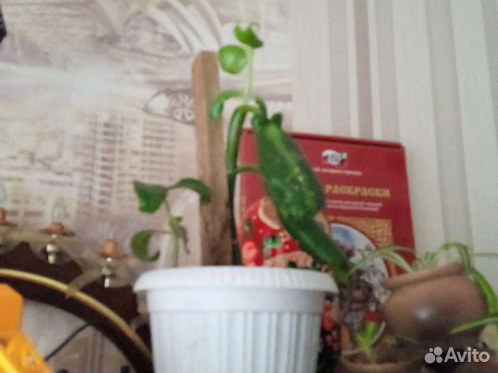 Комнатные растения, цветы