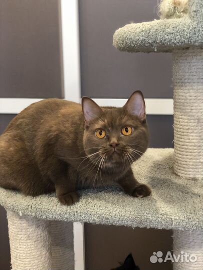 Британская кошка циннамон