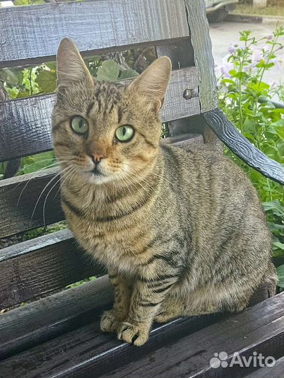 Котя в добрые руки