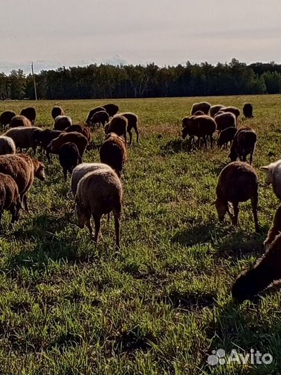 Курдючные бараны овцы