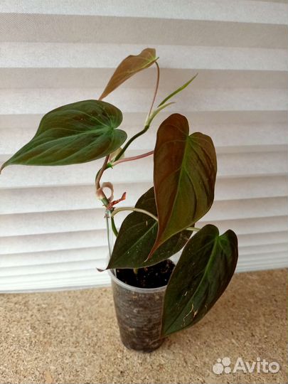 Филодендрон сканденс миканс