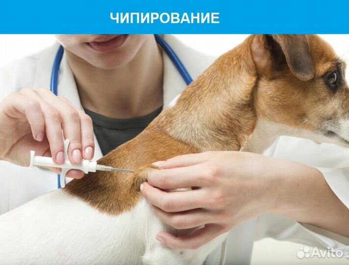 Врач-ветеринар. Круглосуточный выезд на дом