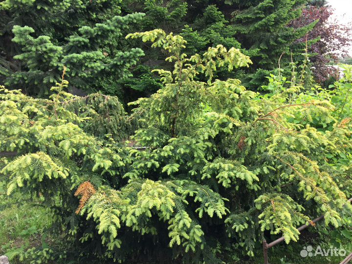 Хвойные растения