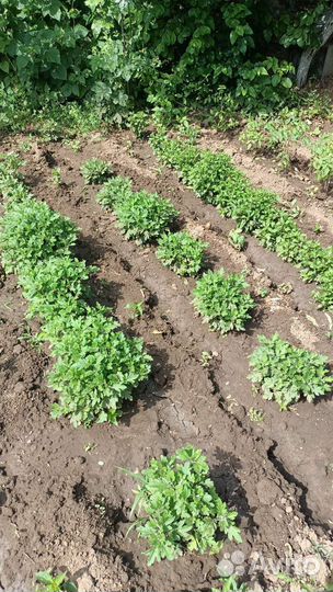 Хризантема