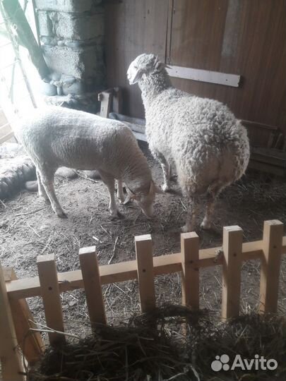 Овцы бараны ягнята