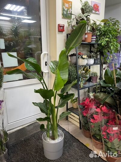 Стрелиция Николая