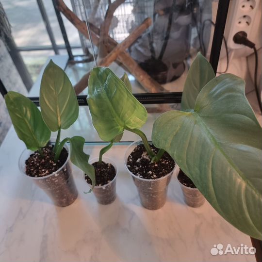 Филодендрон сильвер квин