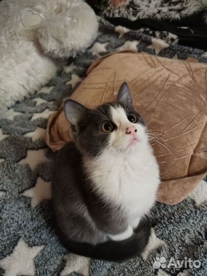 Отдаем в добрые руки