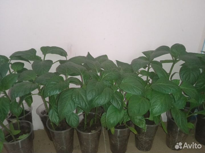 Рассада перца