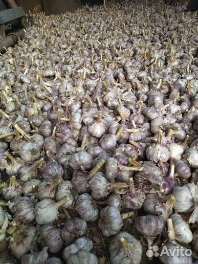 Продам Чеснок