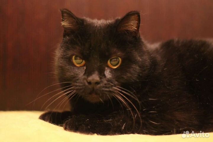 Кошка Лиза в добрые руки