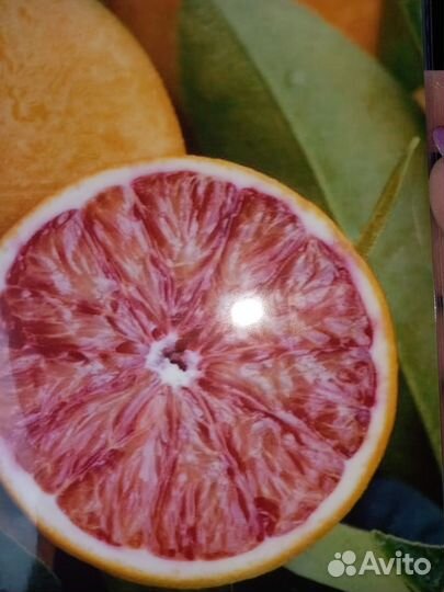 Цитрусовые растения