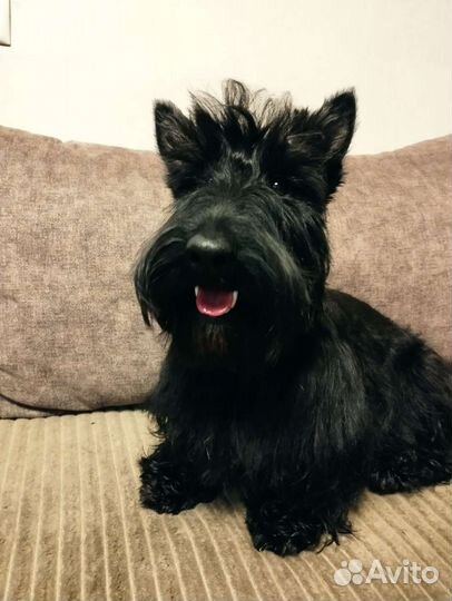 Скотч-терьер девочка ищет кавалера