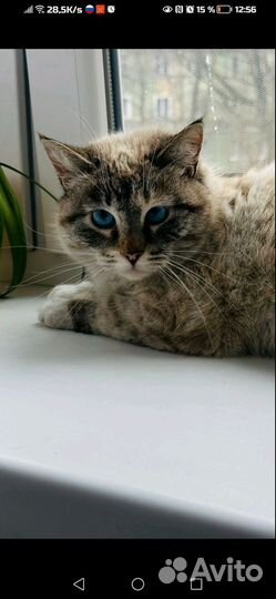 Кошка в дар бесплатно