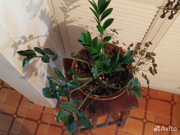 Эпифиллум молодой