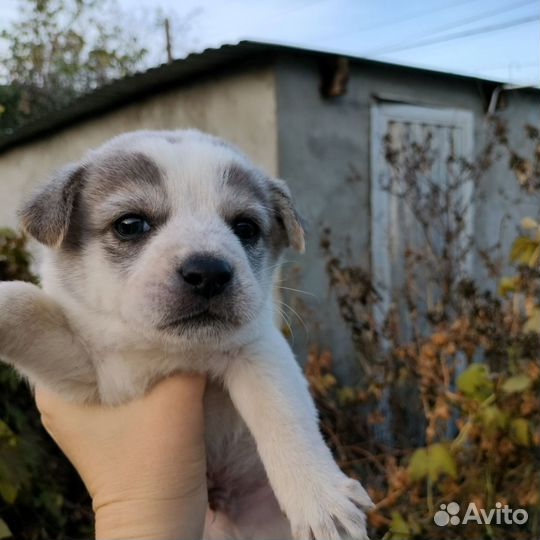 Щенки бесплатно