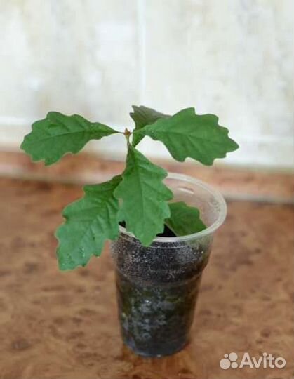 Клен остролистный, дуб