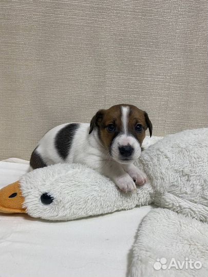 Джек Рассел терьер