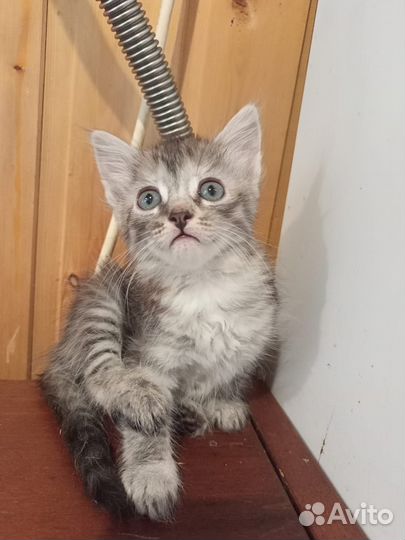 Котята ищут семью