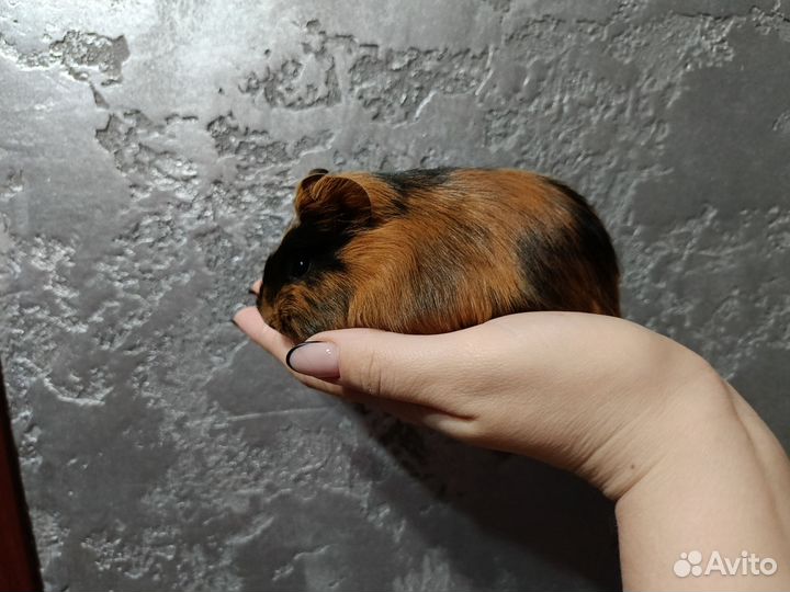 Морская свинка