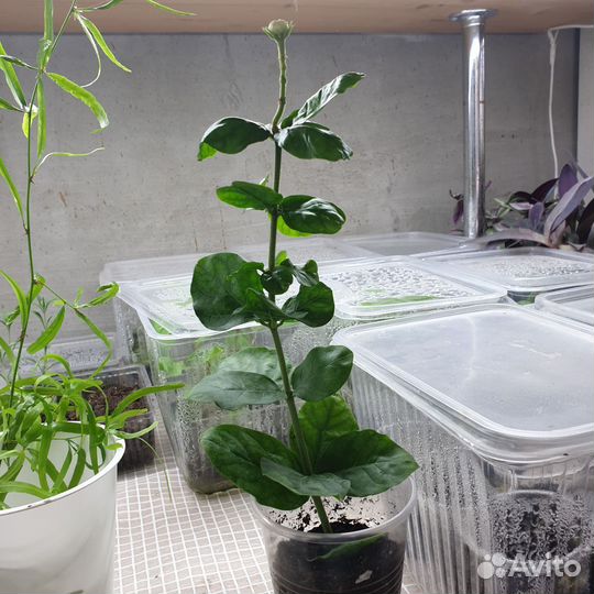 Жасмин Гранд дюк