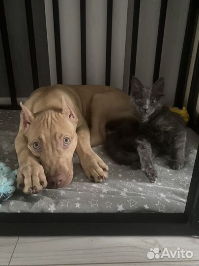 Американский питбультерьер